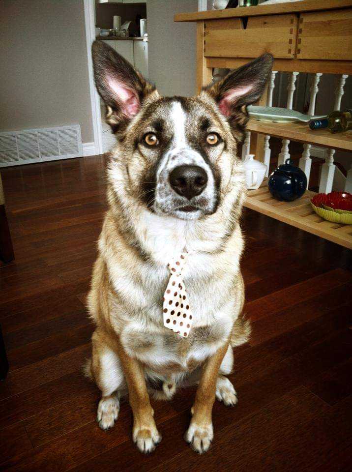 Why we love Doggos!