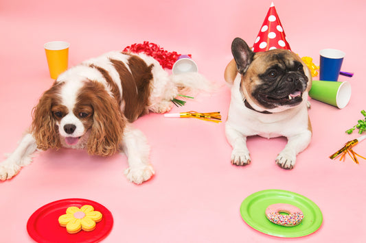 How to throw a birthday party for your Doggo!