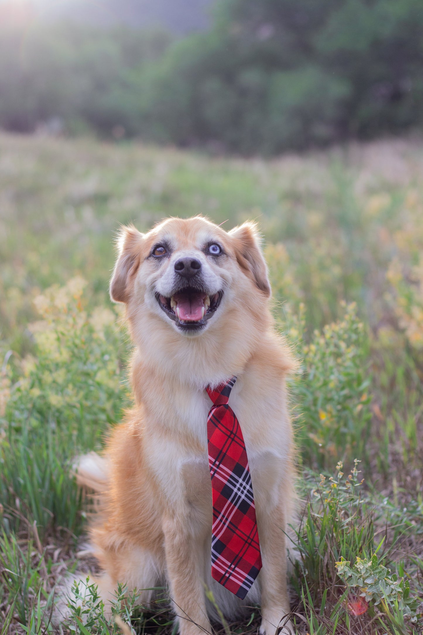 Doggo tie