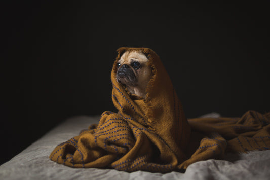 Doggo Blankets