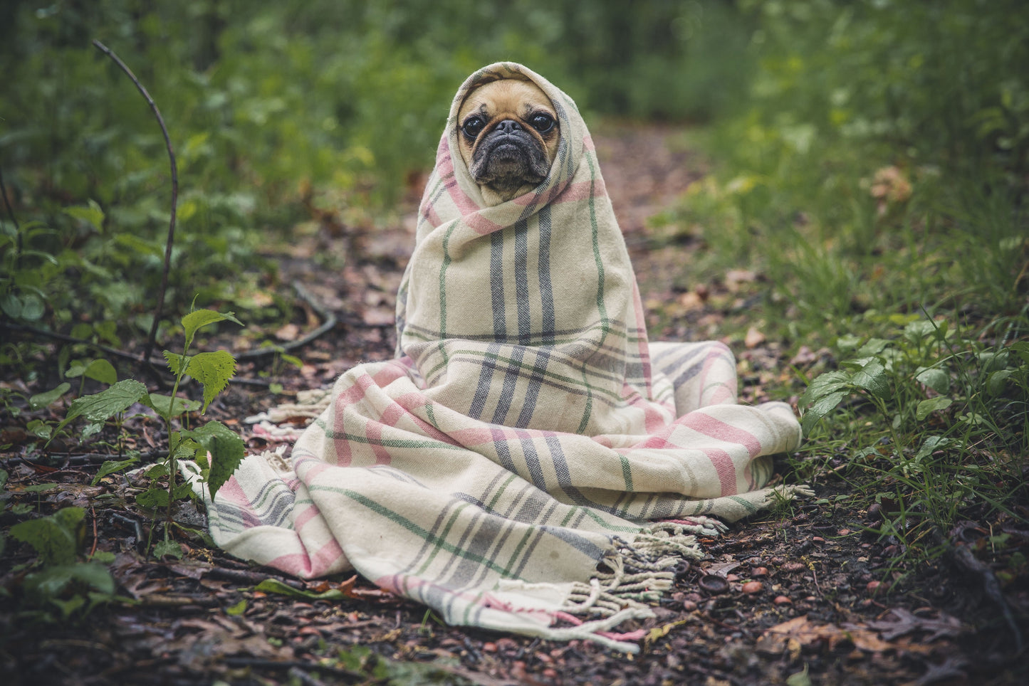 Doggo Blankets