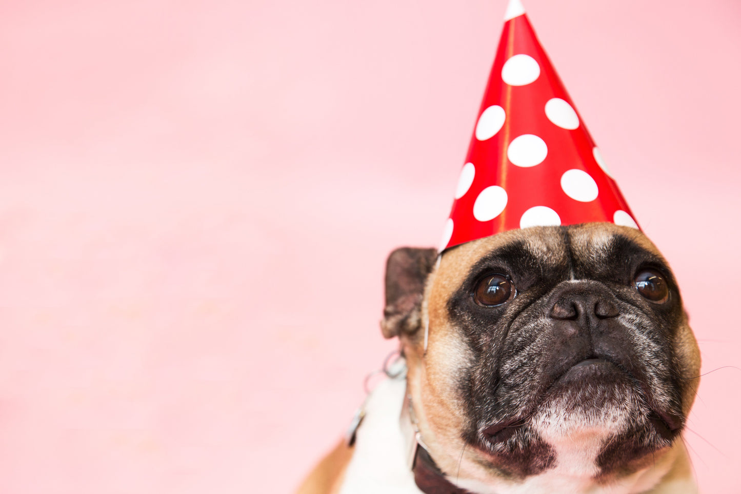 Pupper Party Hat