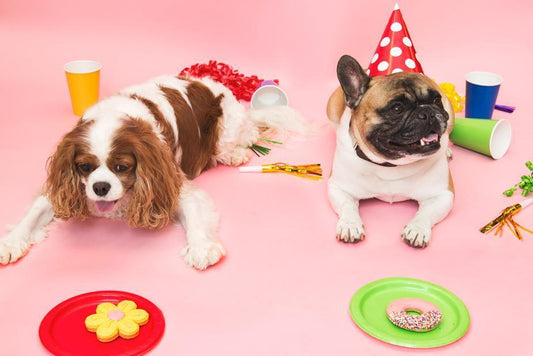 Party Hats for your Pooch